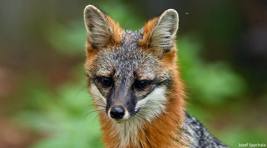 Speak Out to Protect Gray Foxes National Wildlife Federation