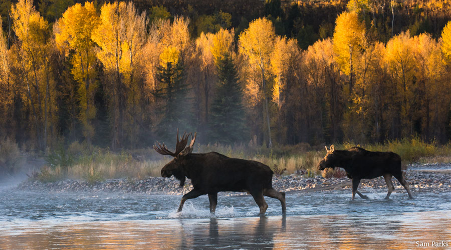 Moose walking through river stream