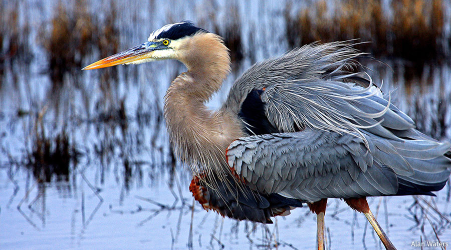 great blue heron
