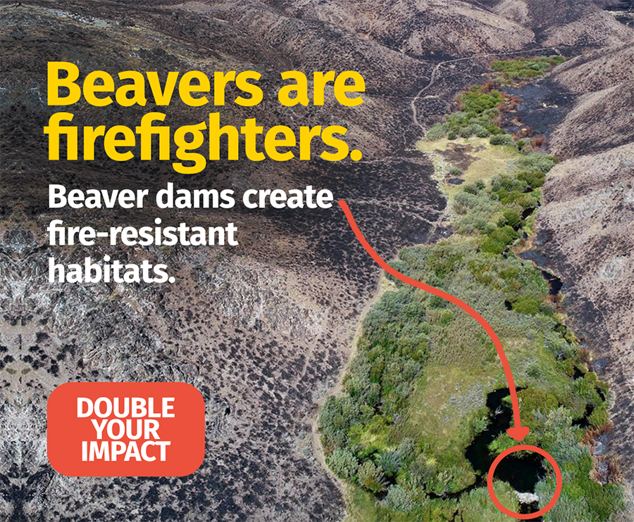 Protect Beaver Double Your Impact For Beavers and Wetlands | National Wildlife Federation
