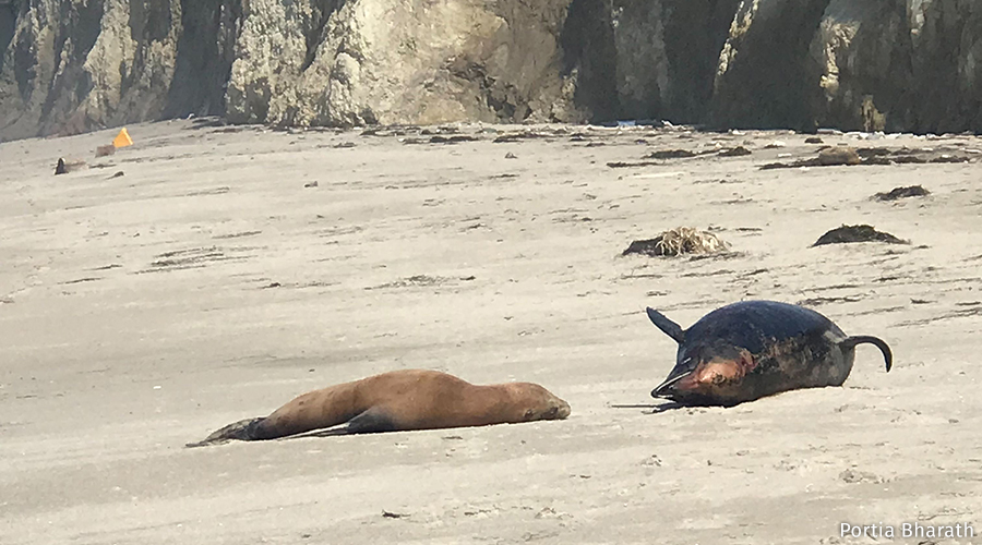 Help Save Sea Lions National Wildlife Federation
