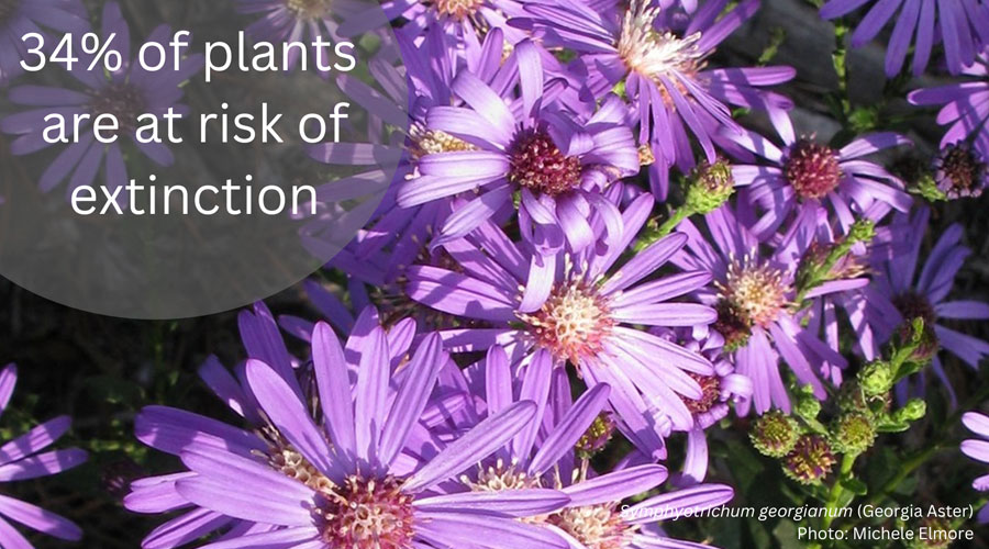 34% of plants are at risk for extinction