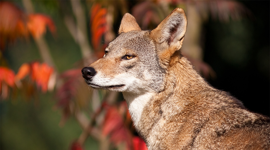 Thank You For Taking Our Quiz National Wildlife Federation thank-you-for-taking-our-quiz-national-wildlife-federation