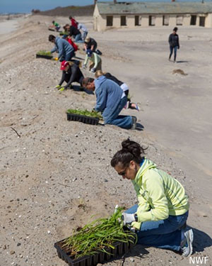 Volunteer Planting