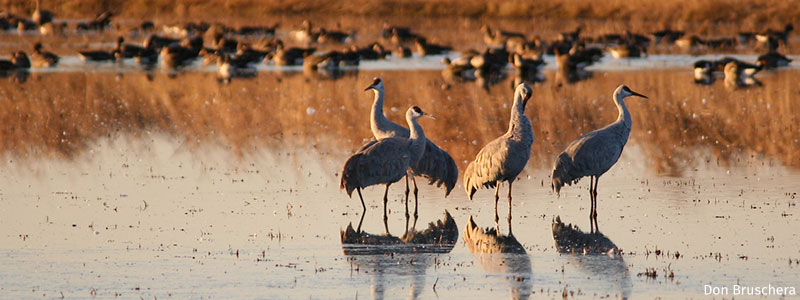 Sandhill Cranes