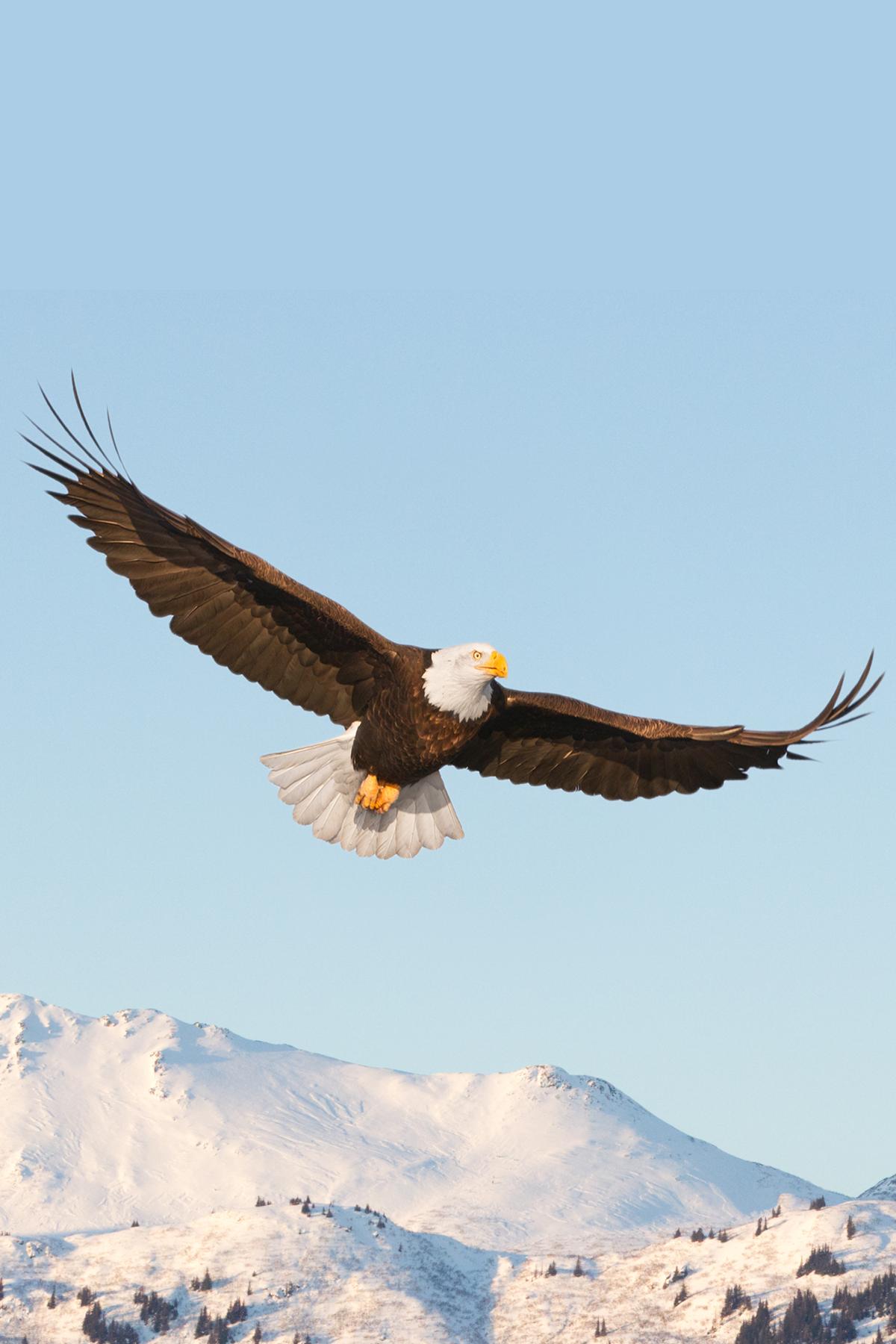 Eagle flying in the sky