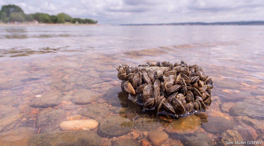 a cluster of zebra mussels on a shore.