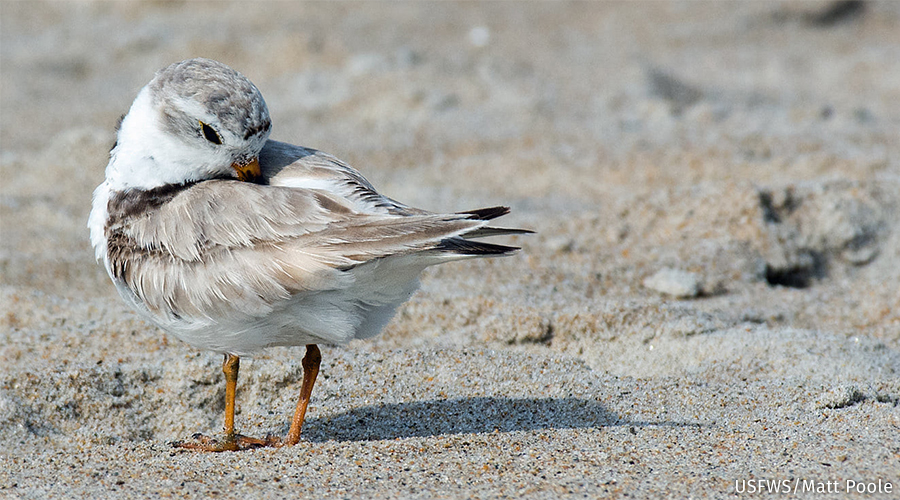 A piping plover tucks its head into its back feathers on a sandy beach