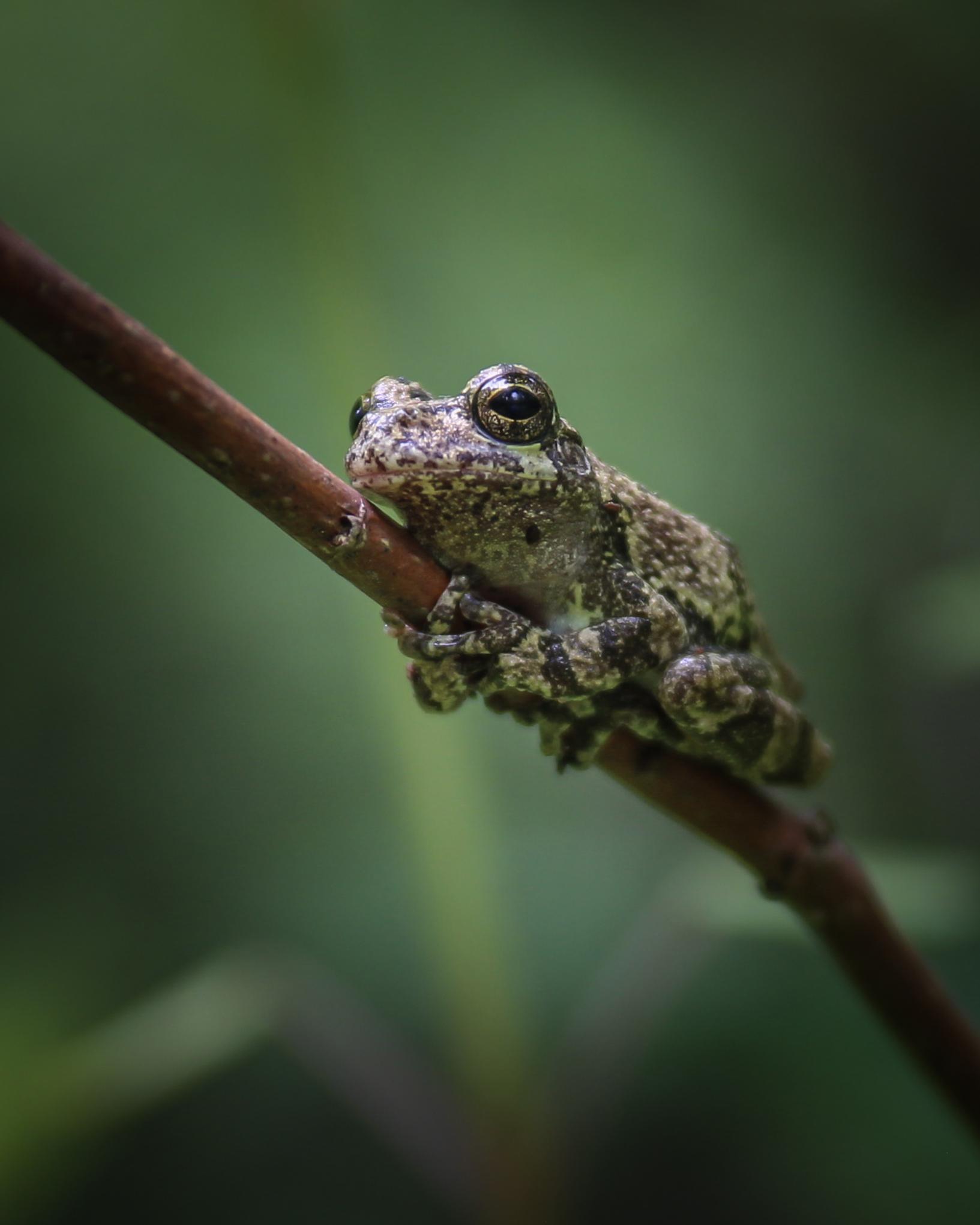 Tree frog holding on to a stick