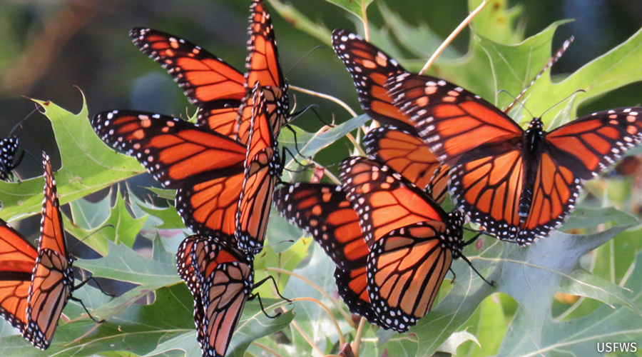 Monarchs roosting