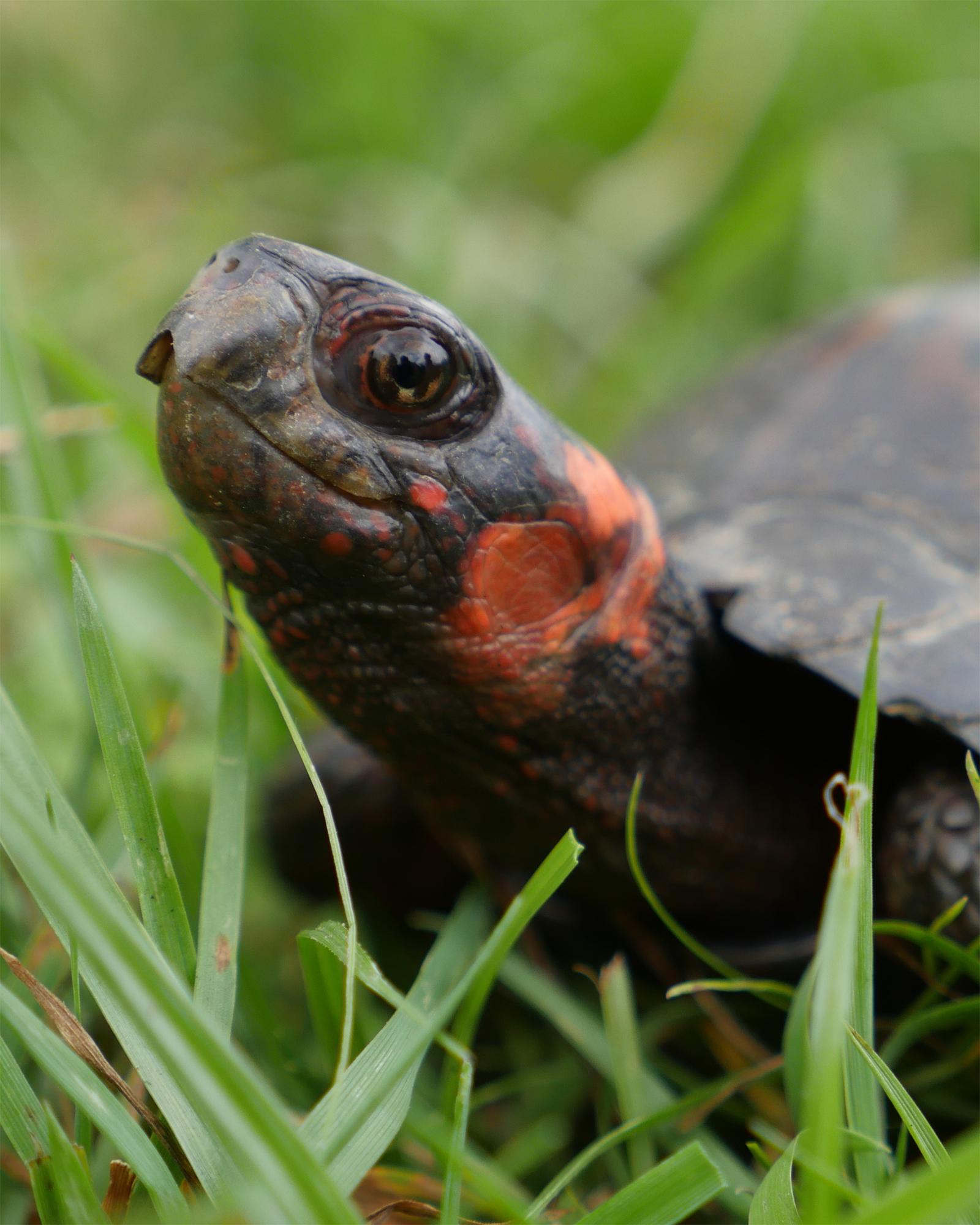 Bog turtle