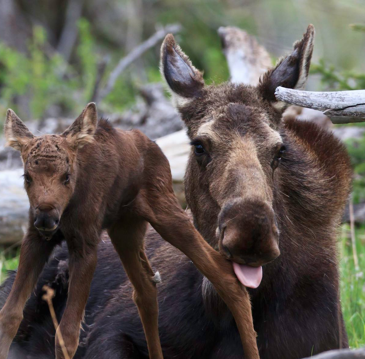 Moose And Calf