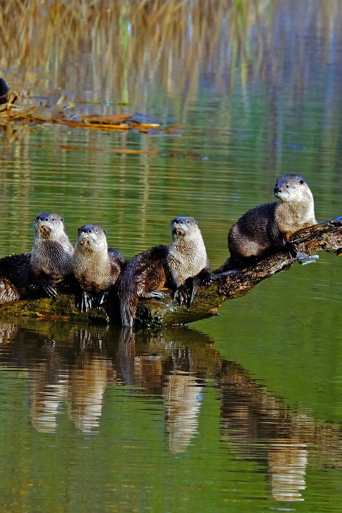 A line of river otters perch on a branch jutting out of the water