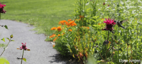 Grow Beyond No Mow May: Options for Reducing Your Lawn