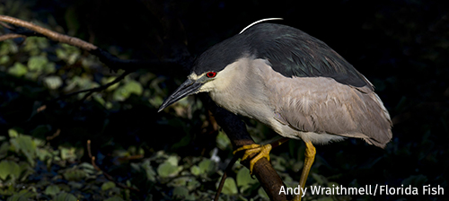 The Solar Eclipse and Wildlife