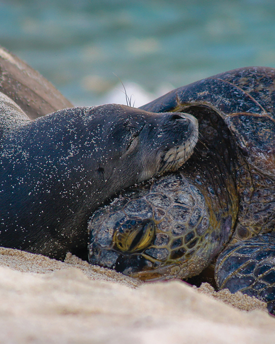 Hawaiian monk seal and green sea turtle