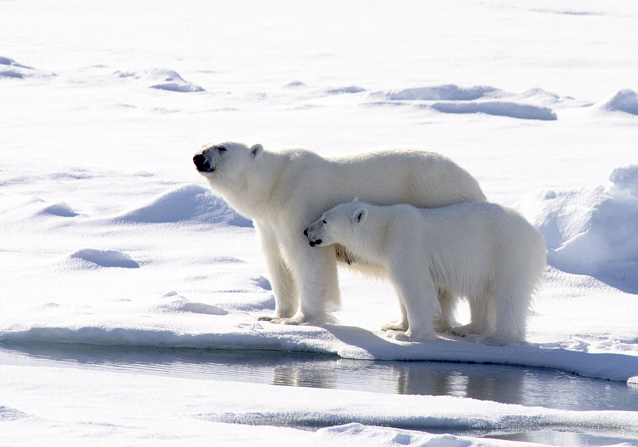 An adult and juvenile polar bear stand on a sheet of ice at the edge of water.