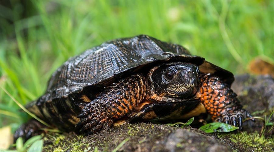 A black and orange-speckled wood turtle foraging near a stream.