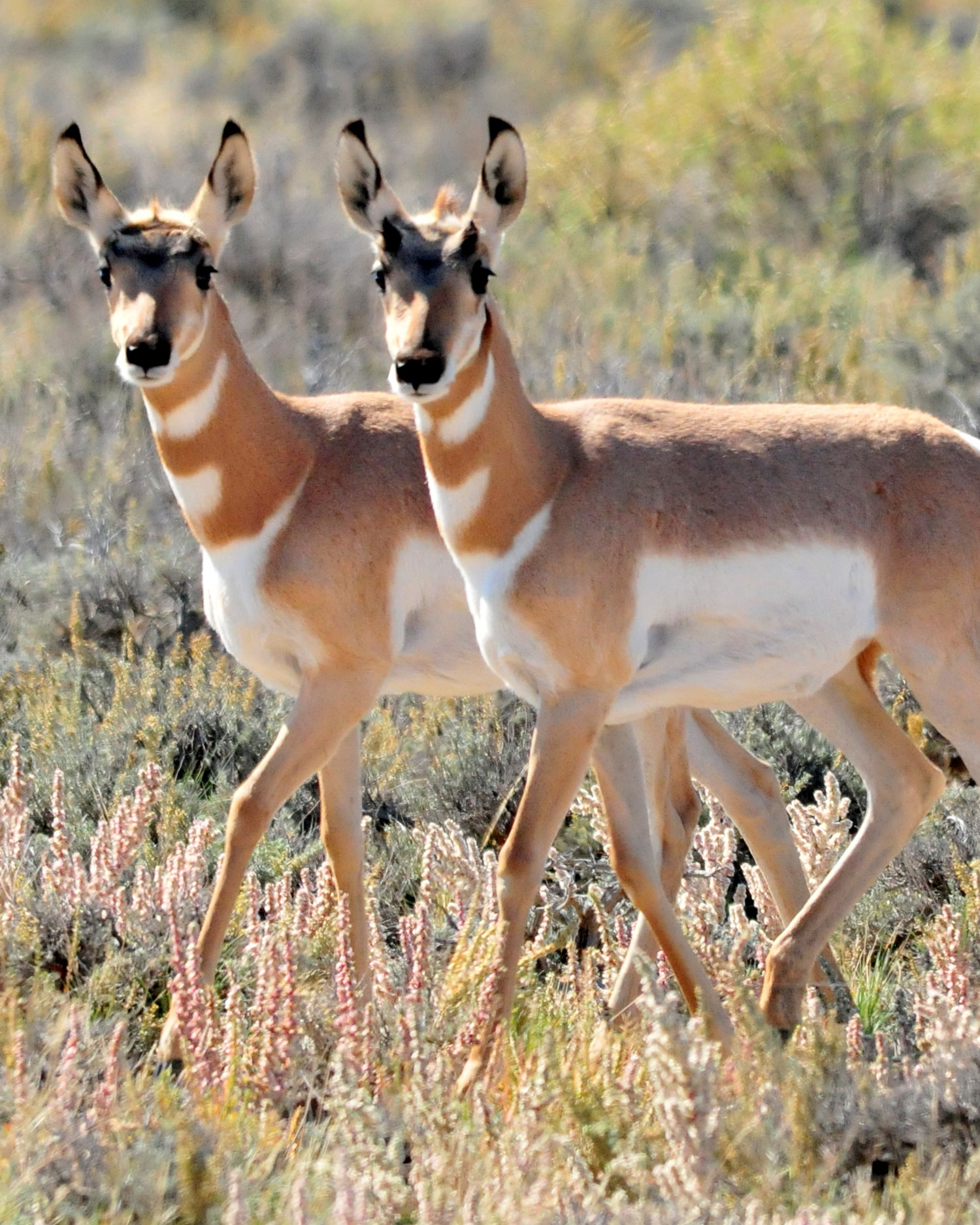 Twin pronghorn fawns