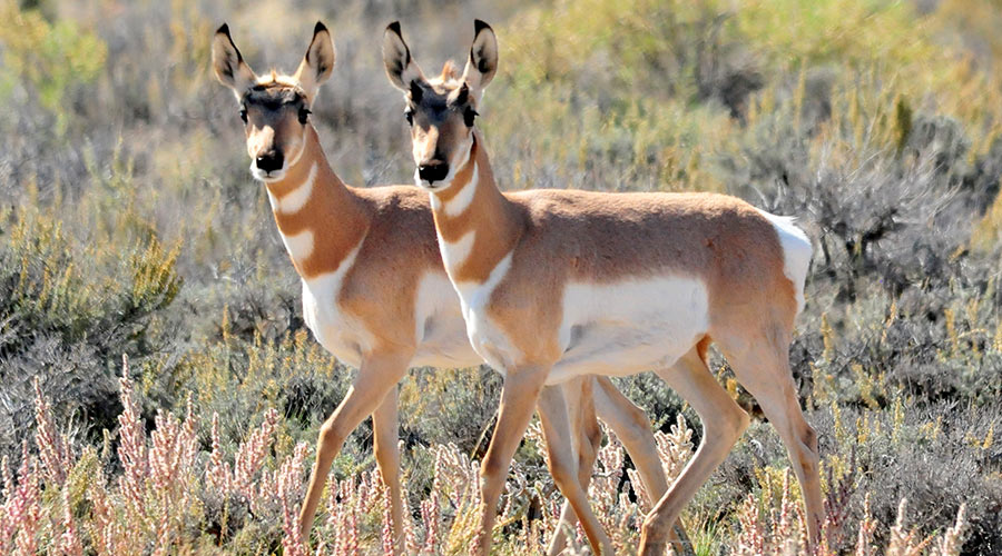 Twin pronghorn fawns