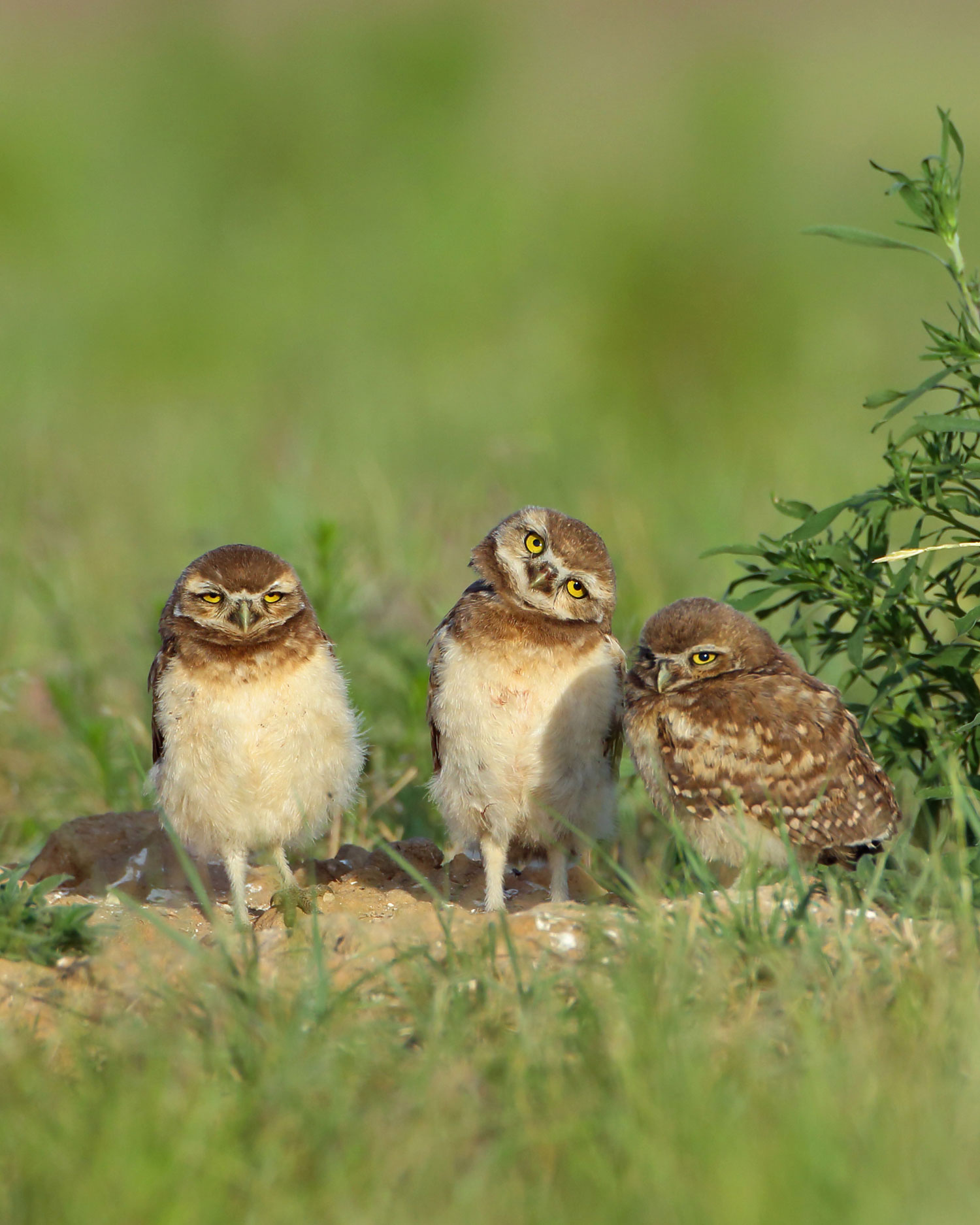 burrowing owls in Colorado