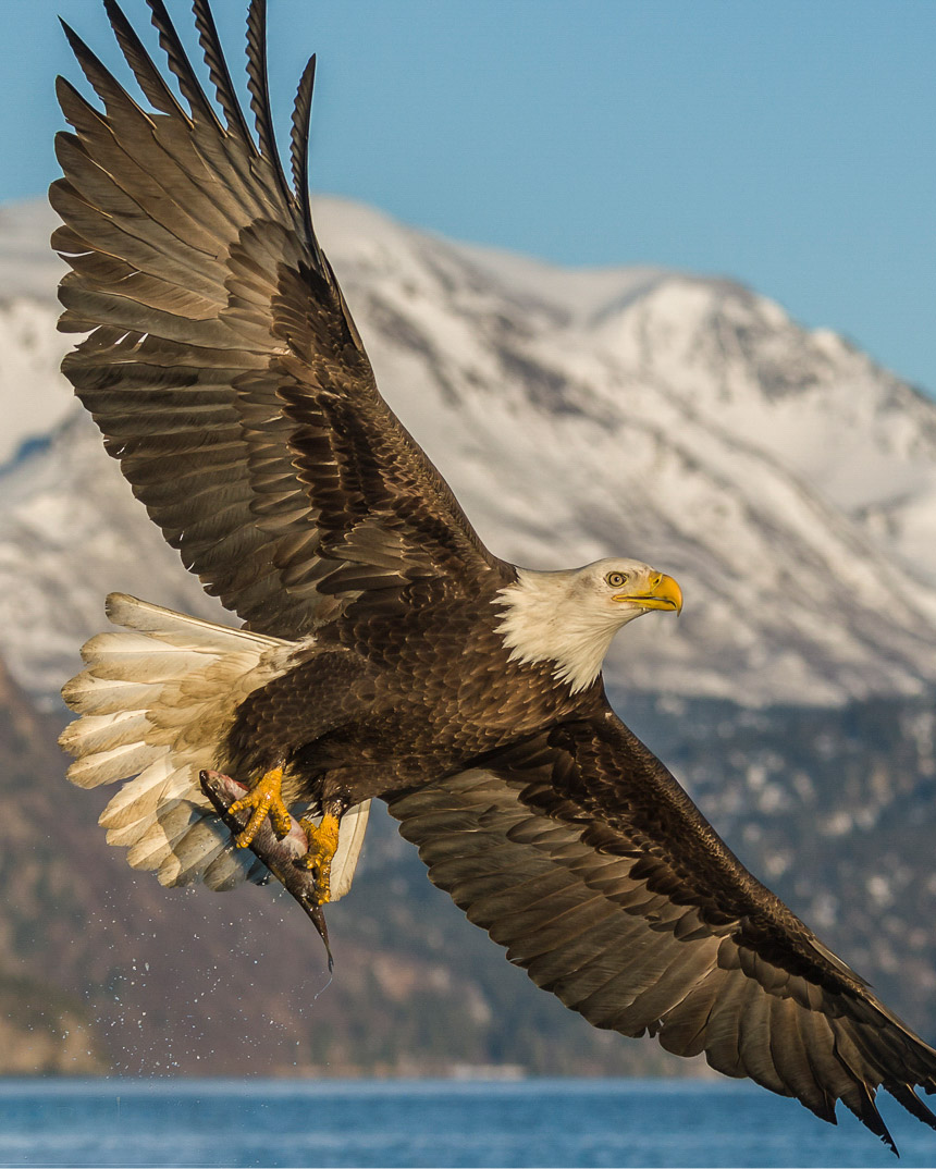 Bald Eagle