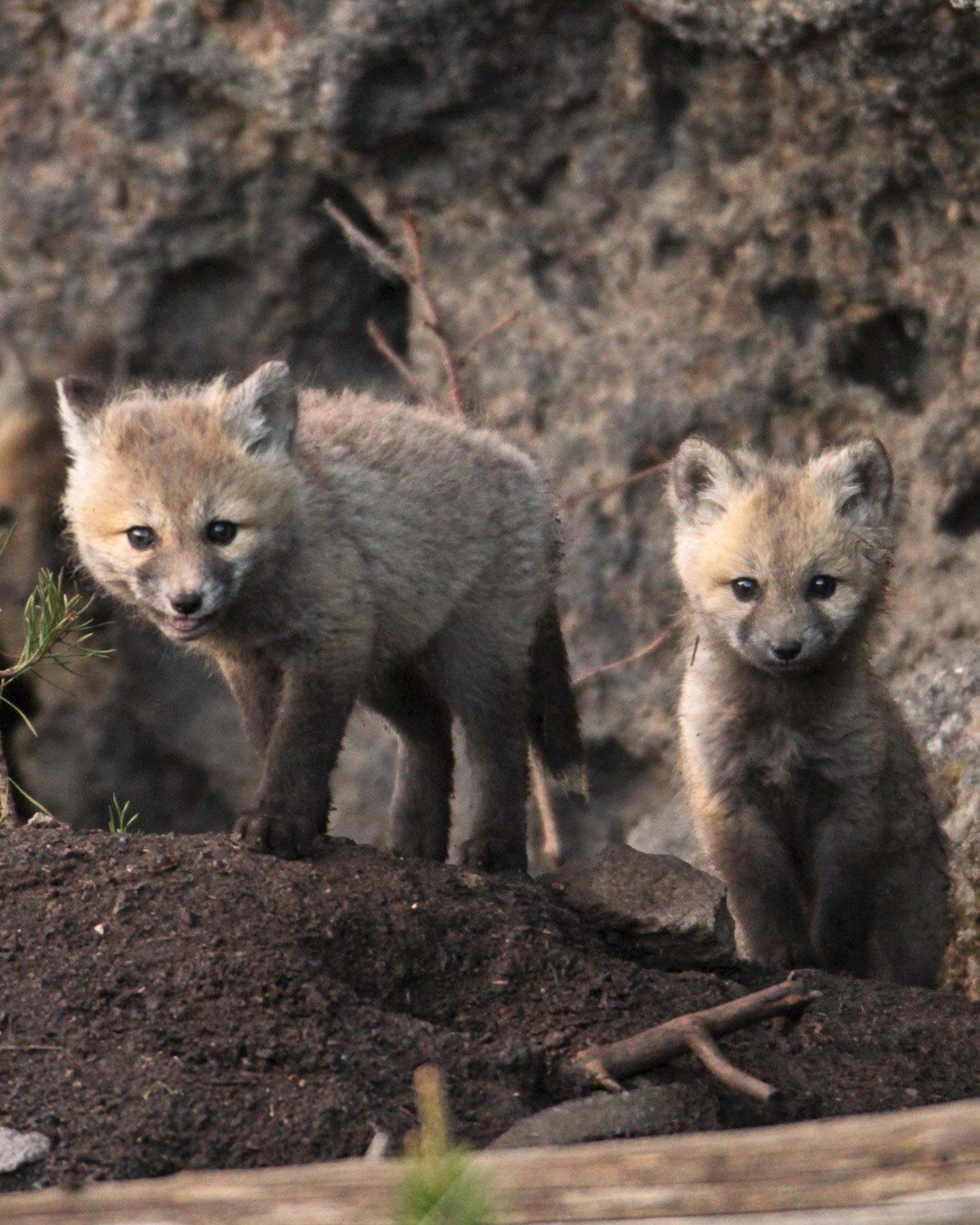 three fox kits in Yellowstone National Park