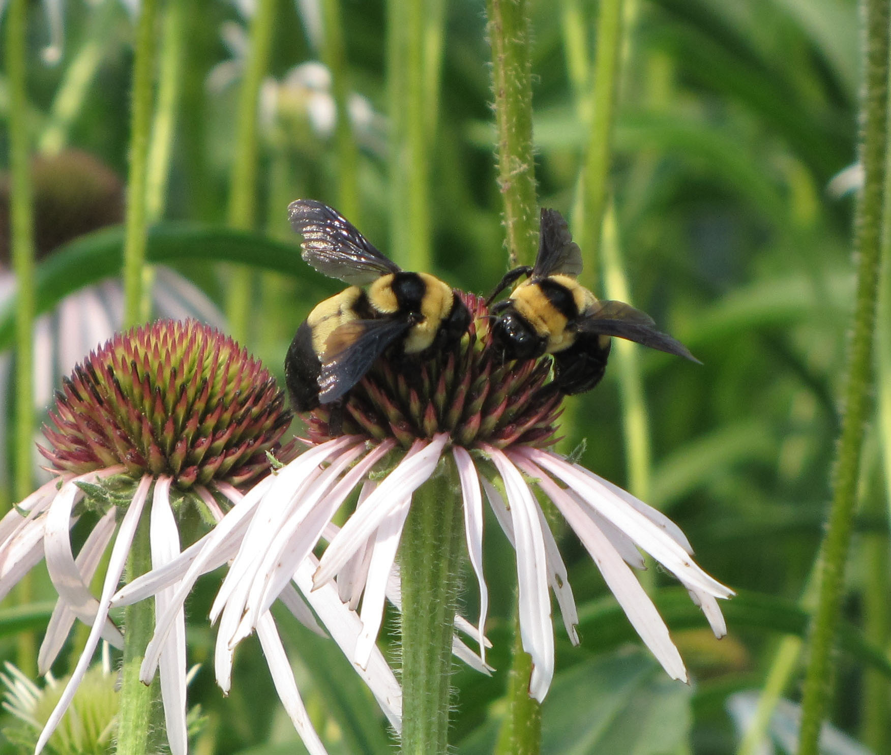 Southern Plains Bumble Bee