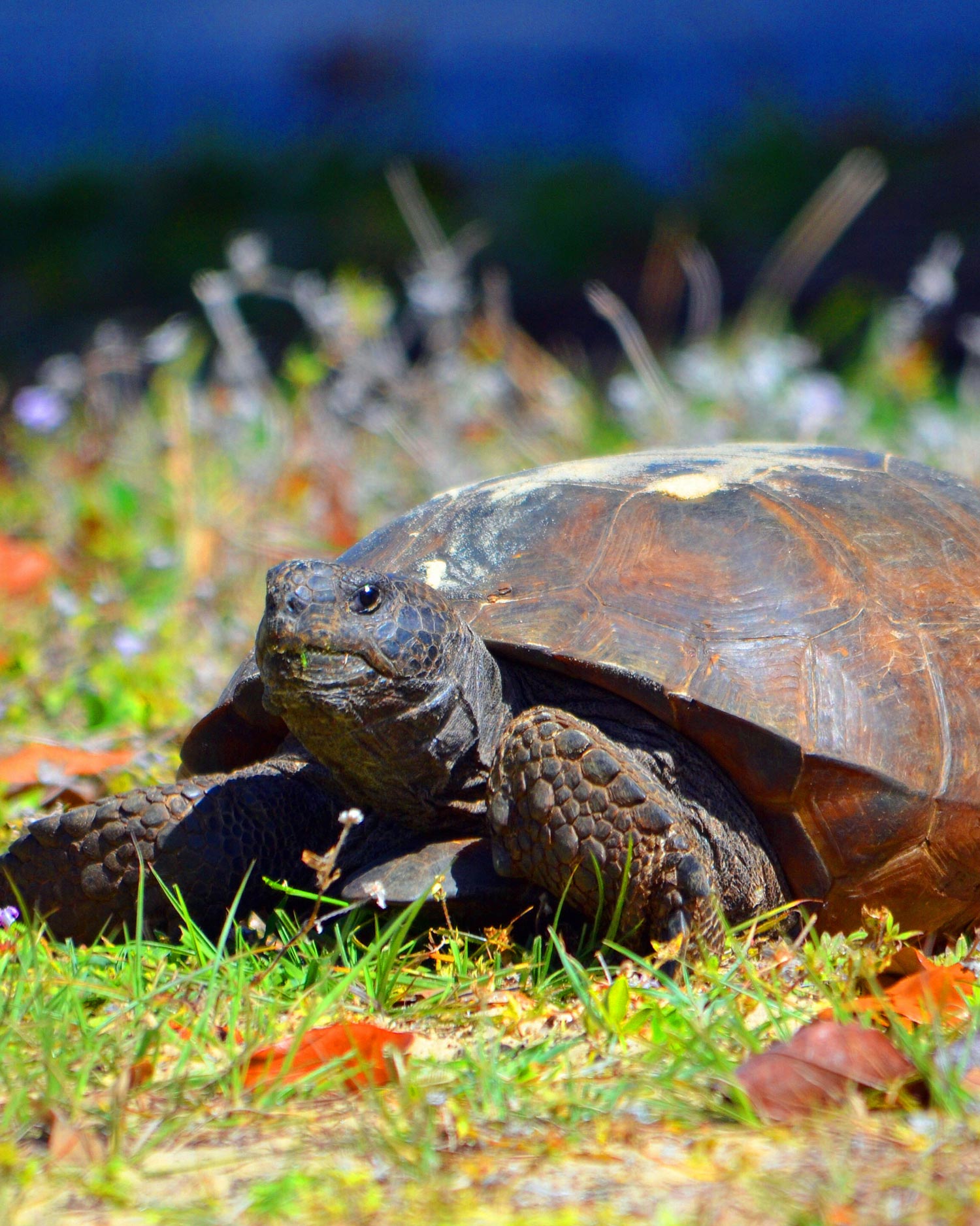 Tortoise