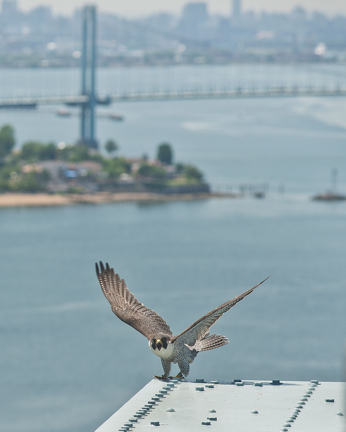 Peregrine Falcon perched on bridge.