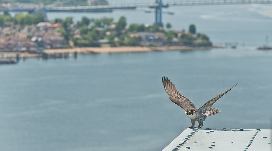 Peregrine Falcon perched on bridge.