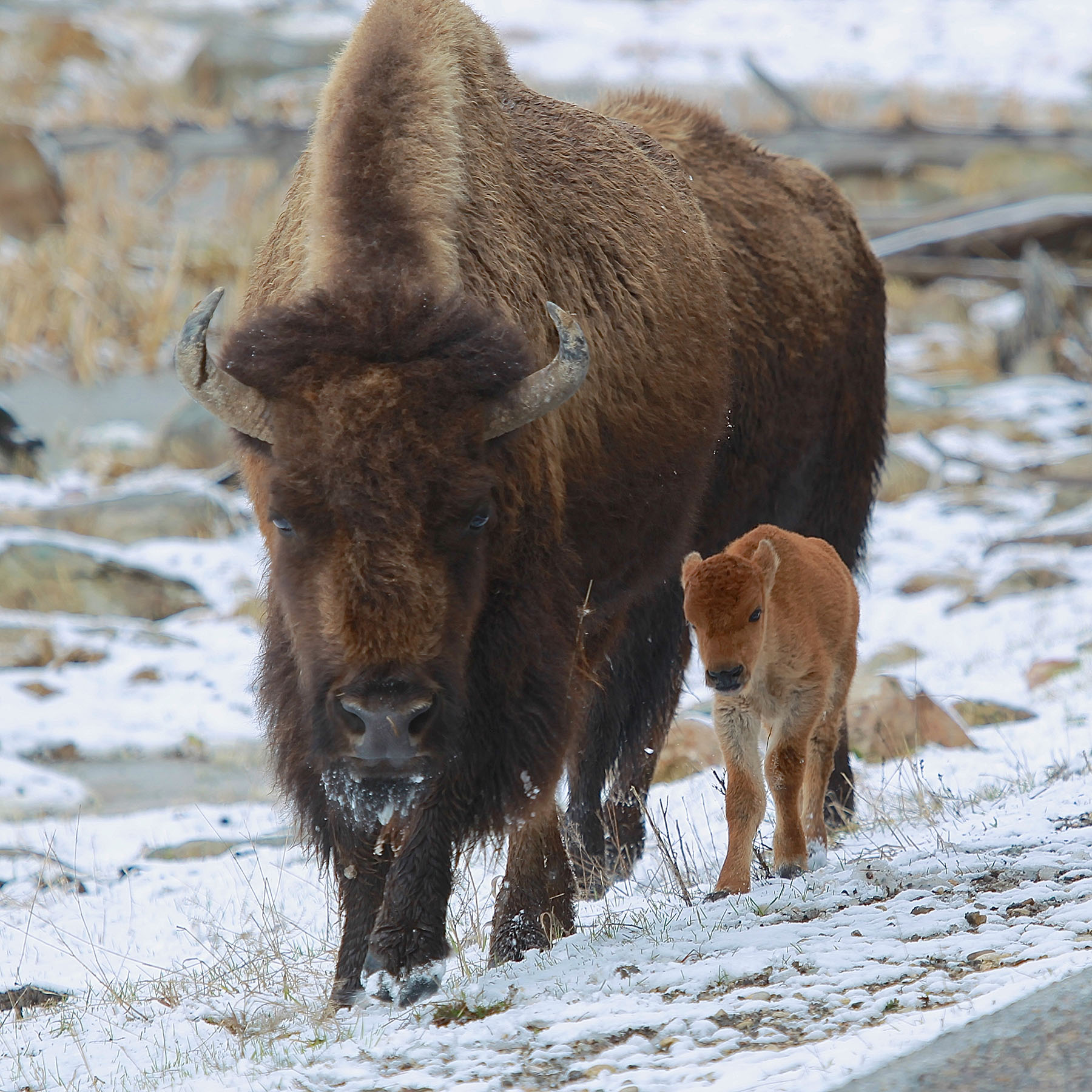 Bison and Calf, Wyoming