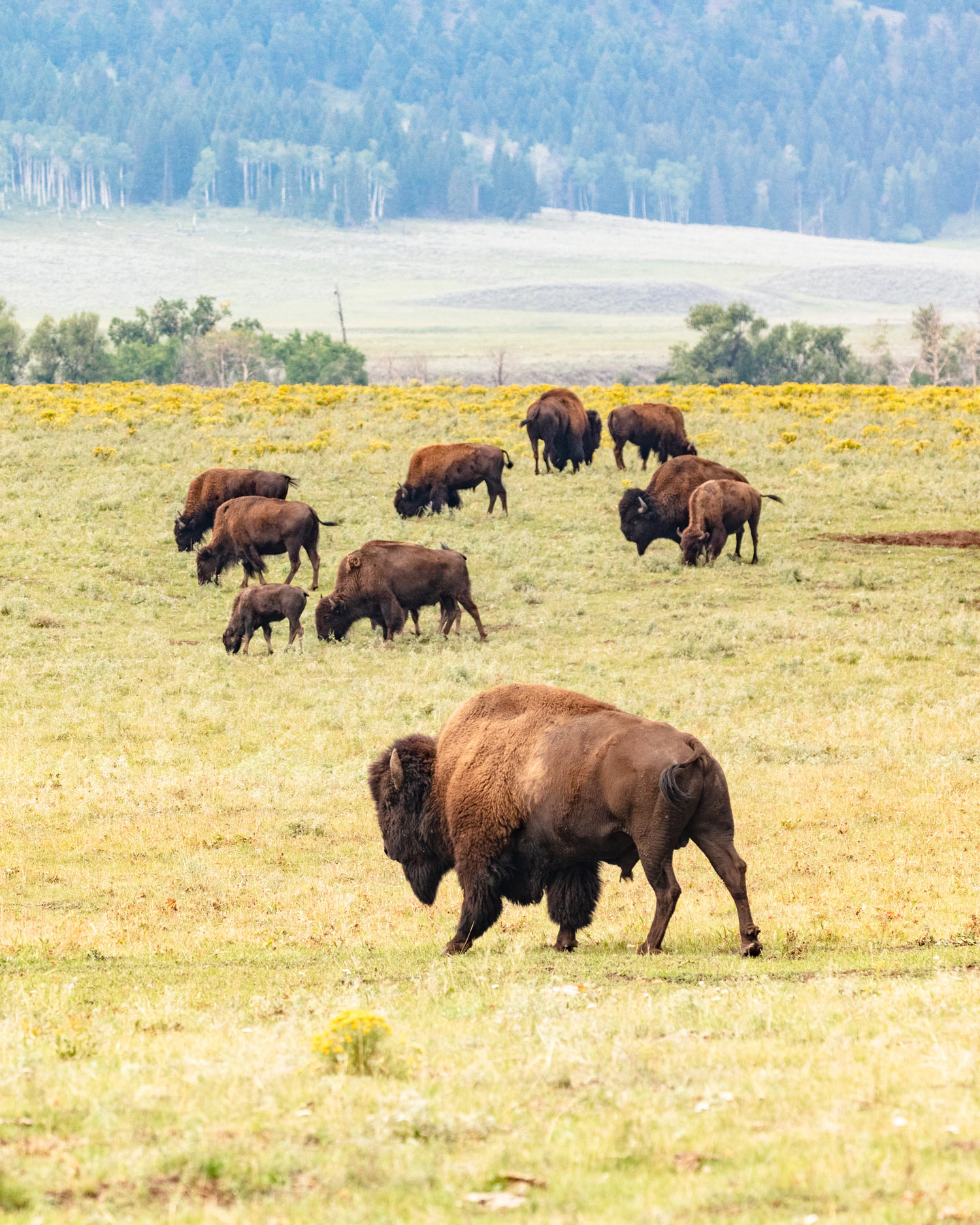 Bison grazing in Lamar Valley