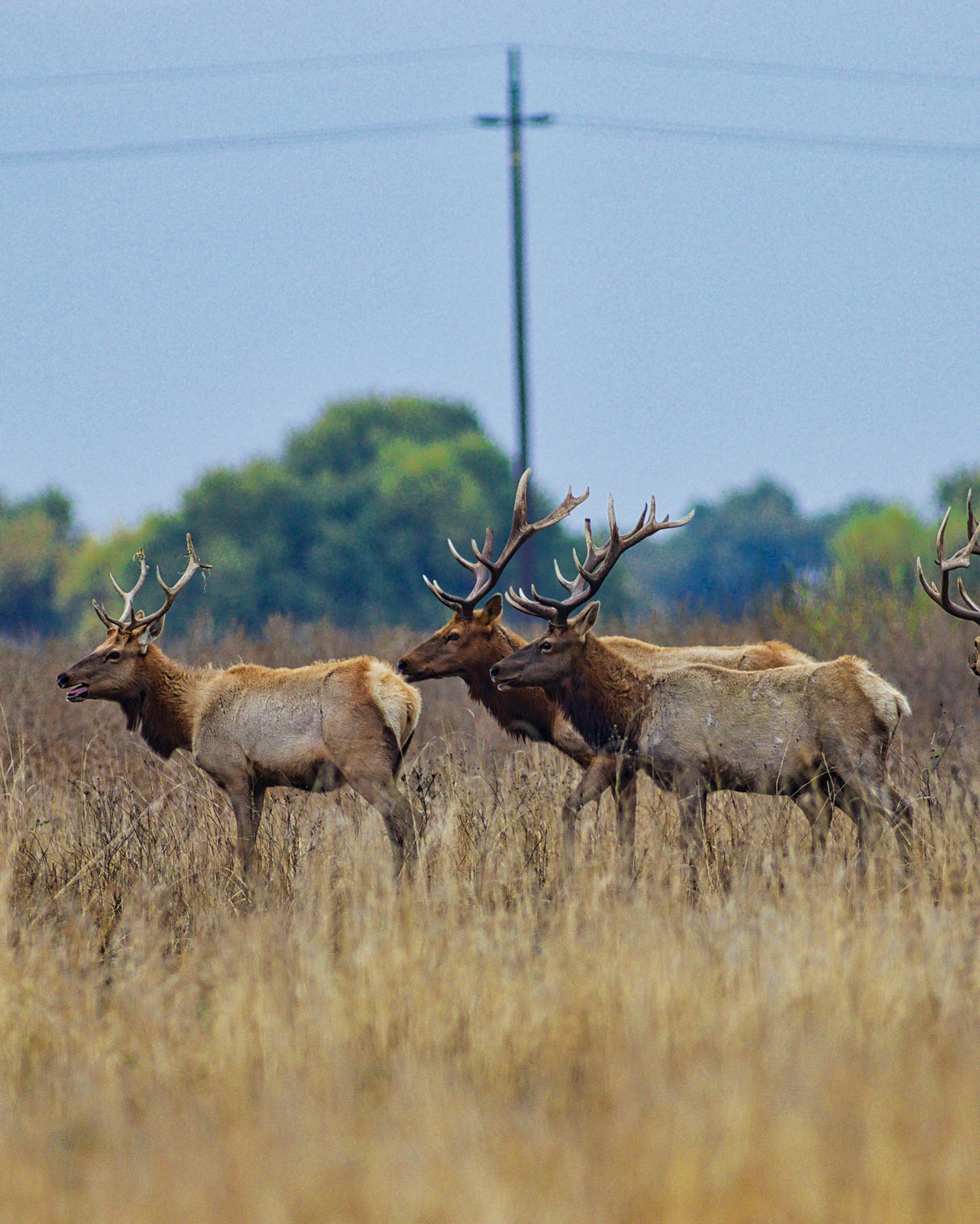 Tule elk at San Luis National Wildlife Reserve