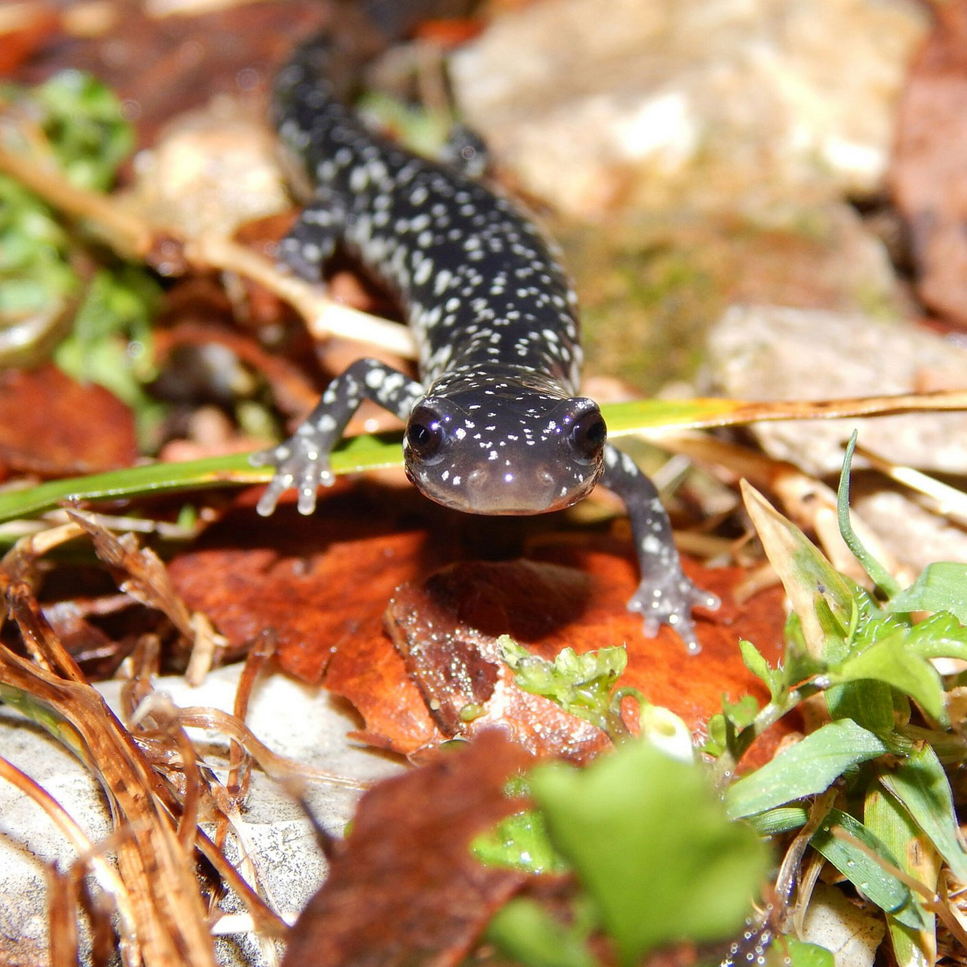 salamander in leaves