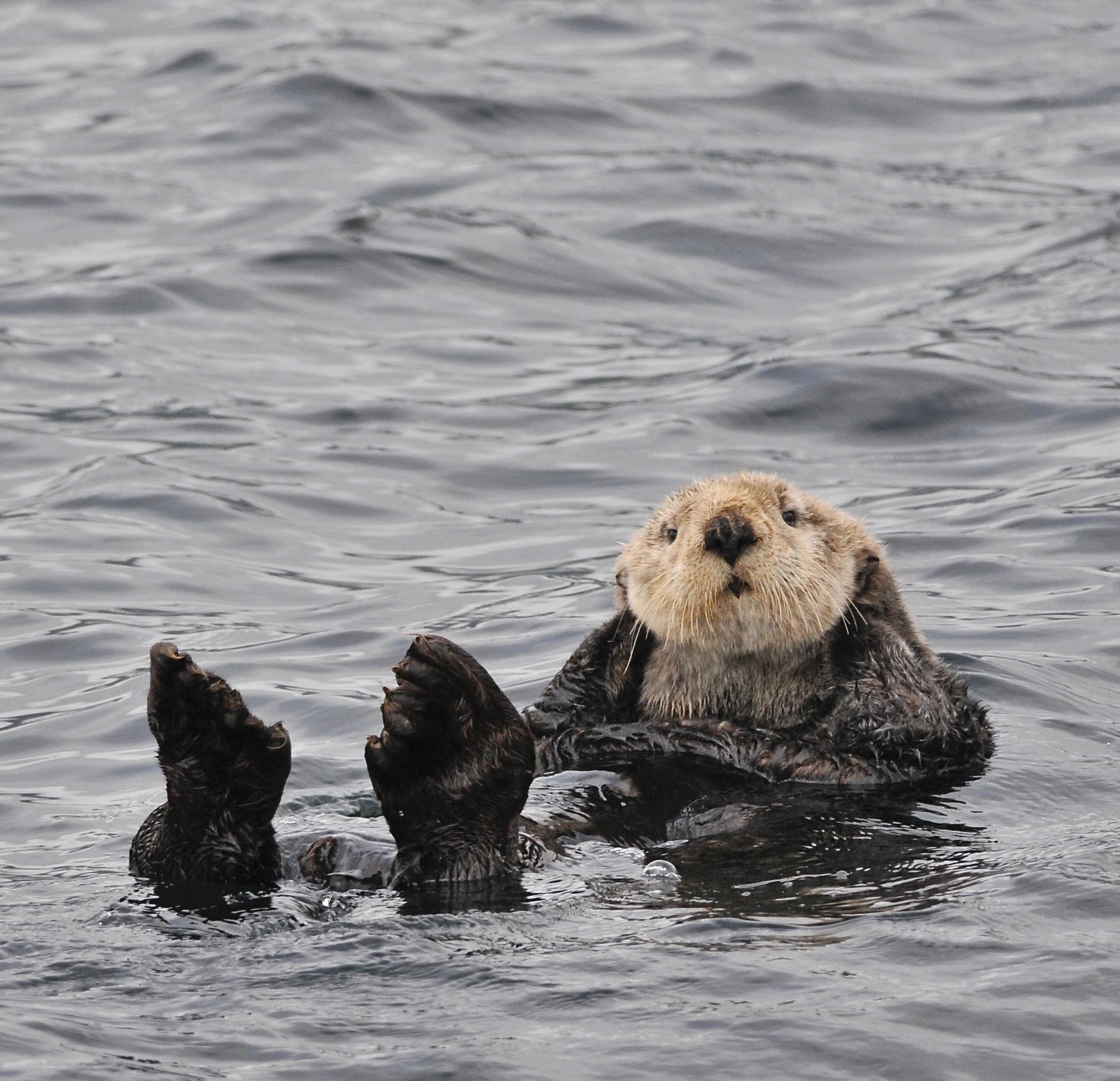 A sea otter floating in the ocean.