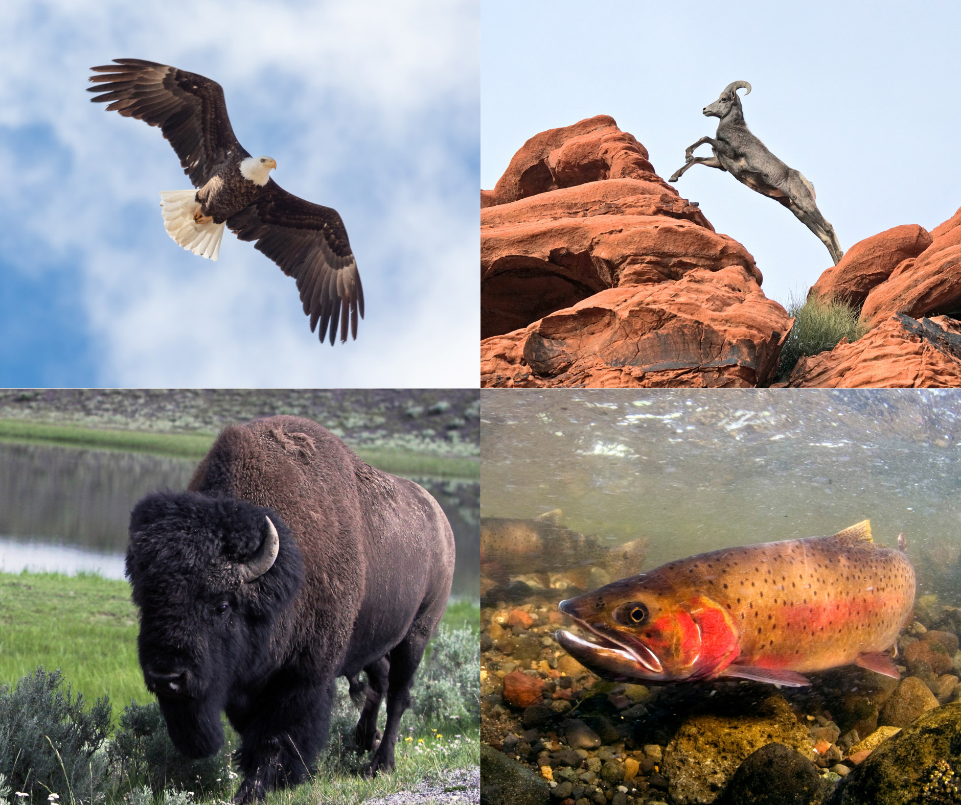 Wildlife that depend on public lands.