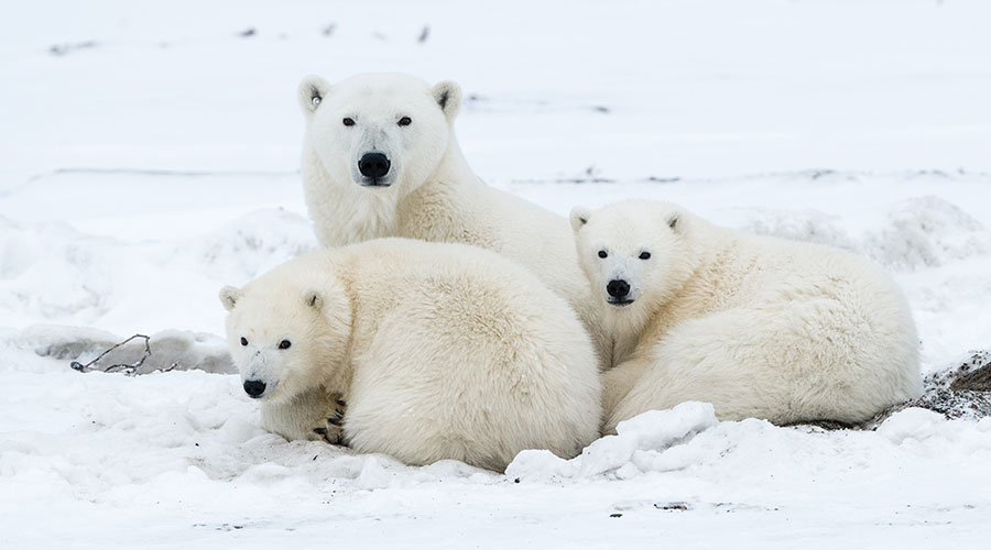 Polar bears