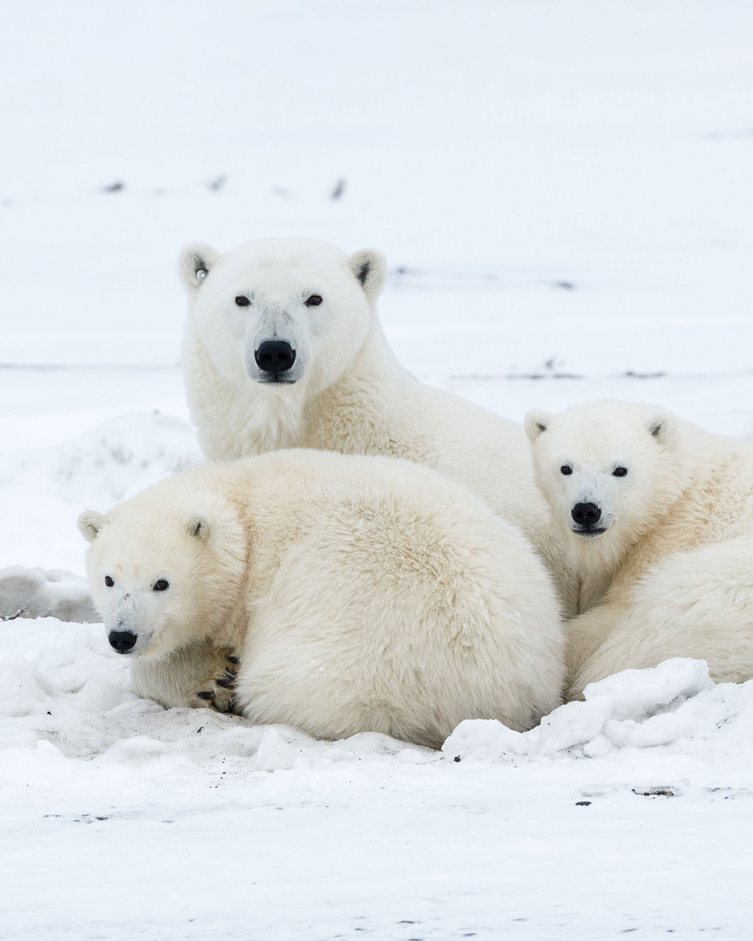 Polar bears