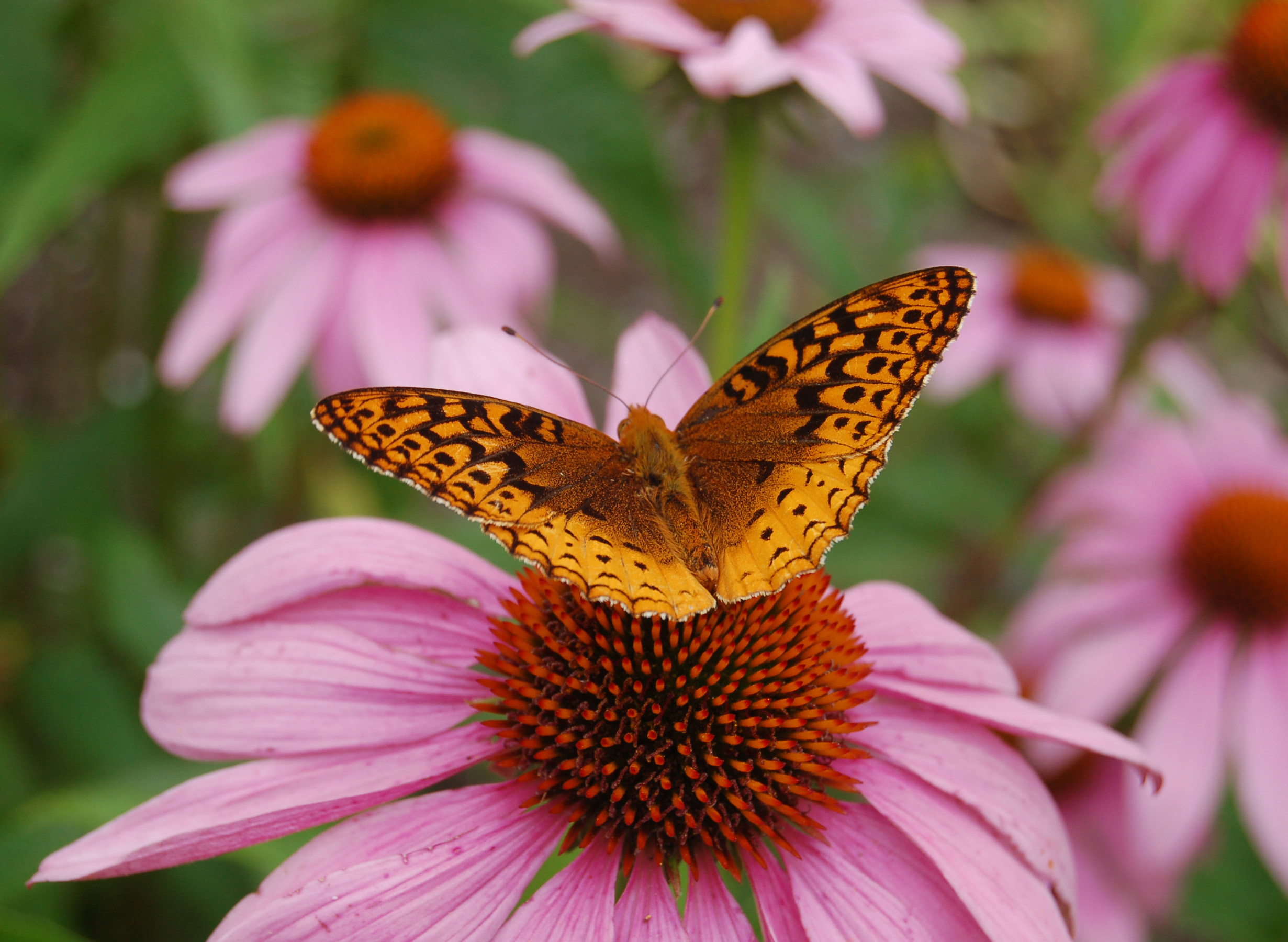 Great Spangled Fritillary Buttterfly