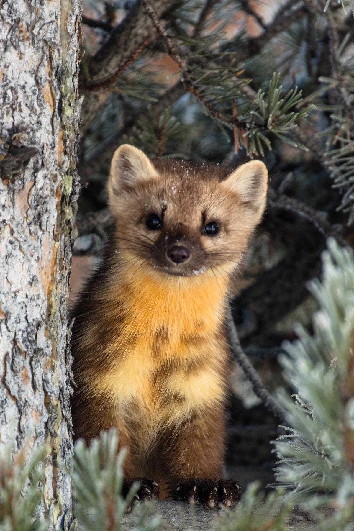 Marten in Tree