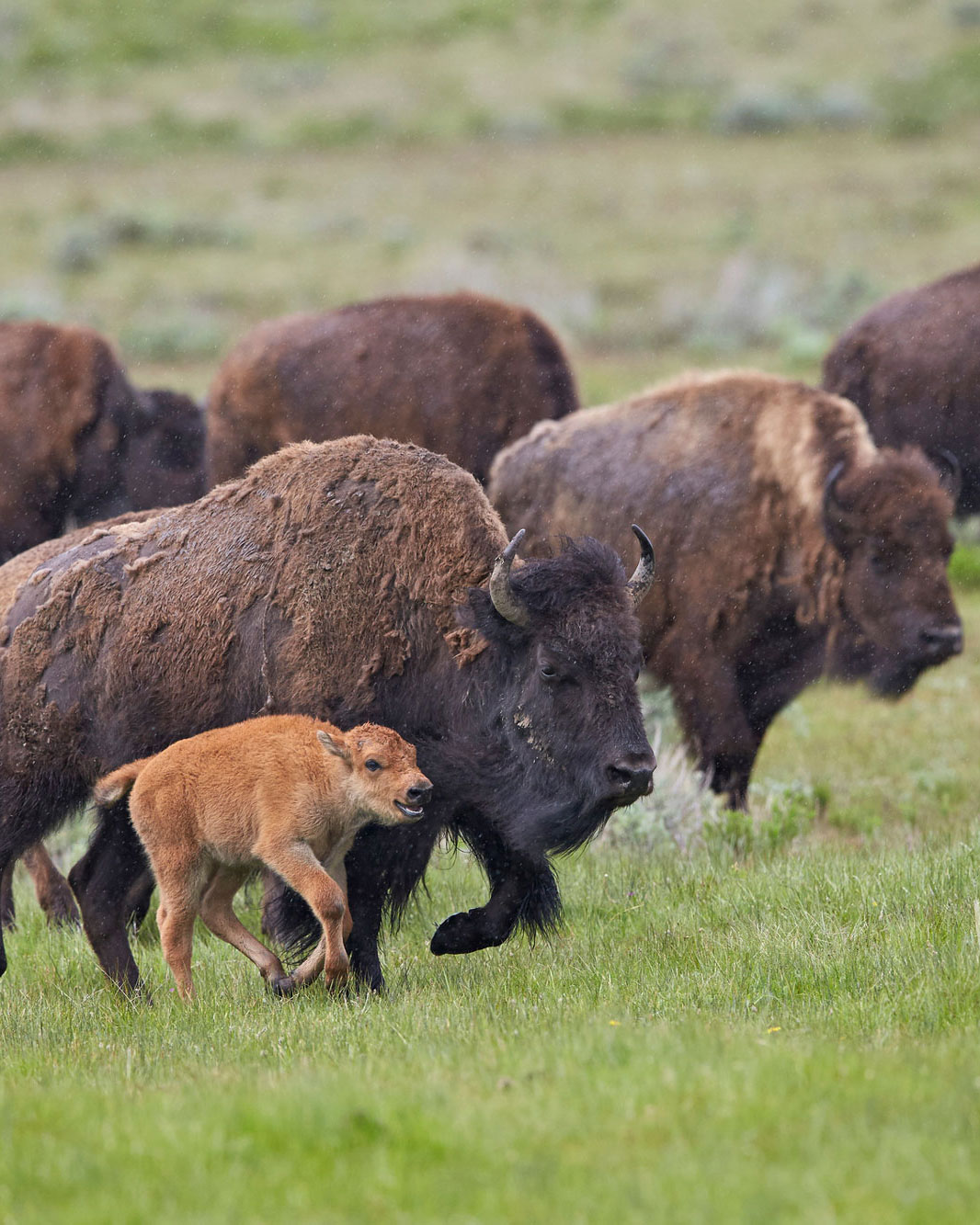 Bison (American bison) cow and calf running in the rain, Yellowstone National Park, Wyoming, USA