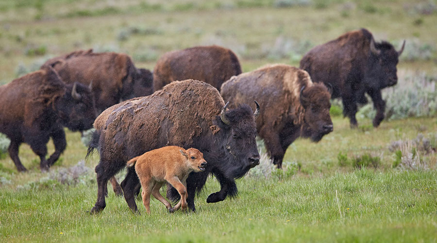 Bison (American bison) cow and calf running in the rain, Yellowstone National Park, Wyoming, USA