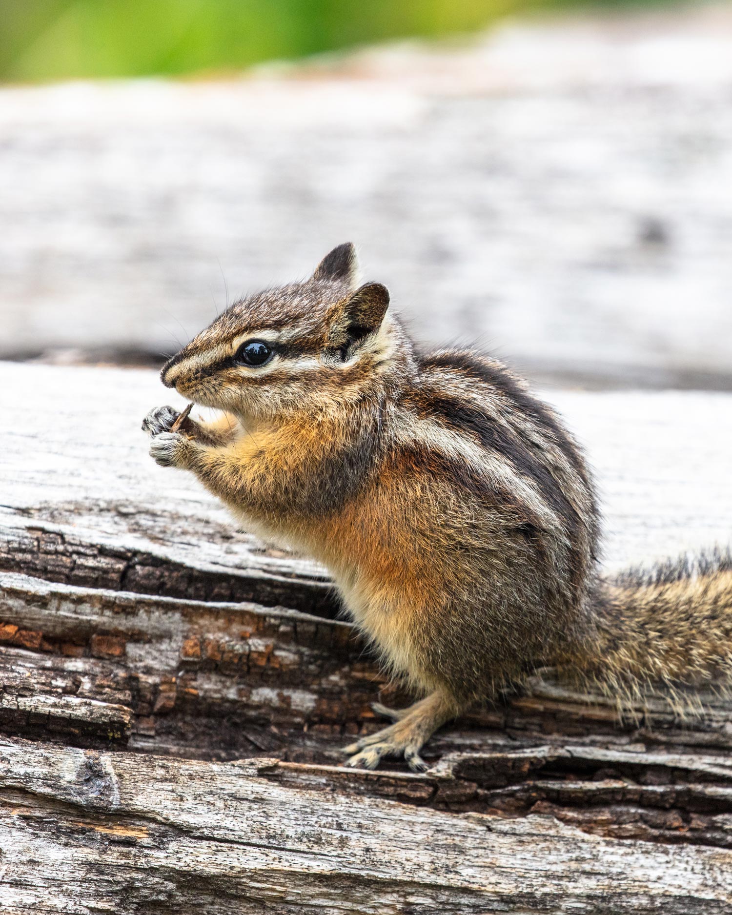 Chipmunk