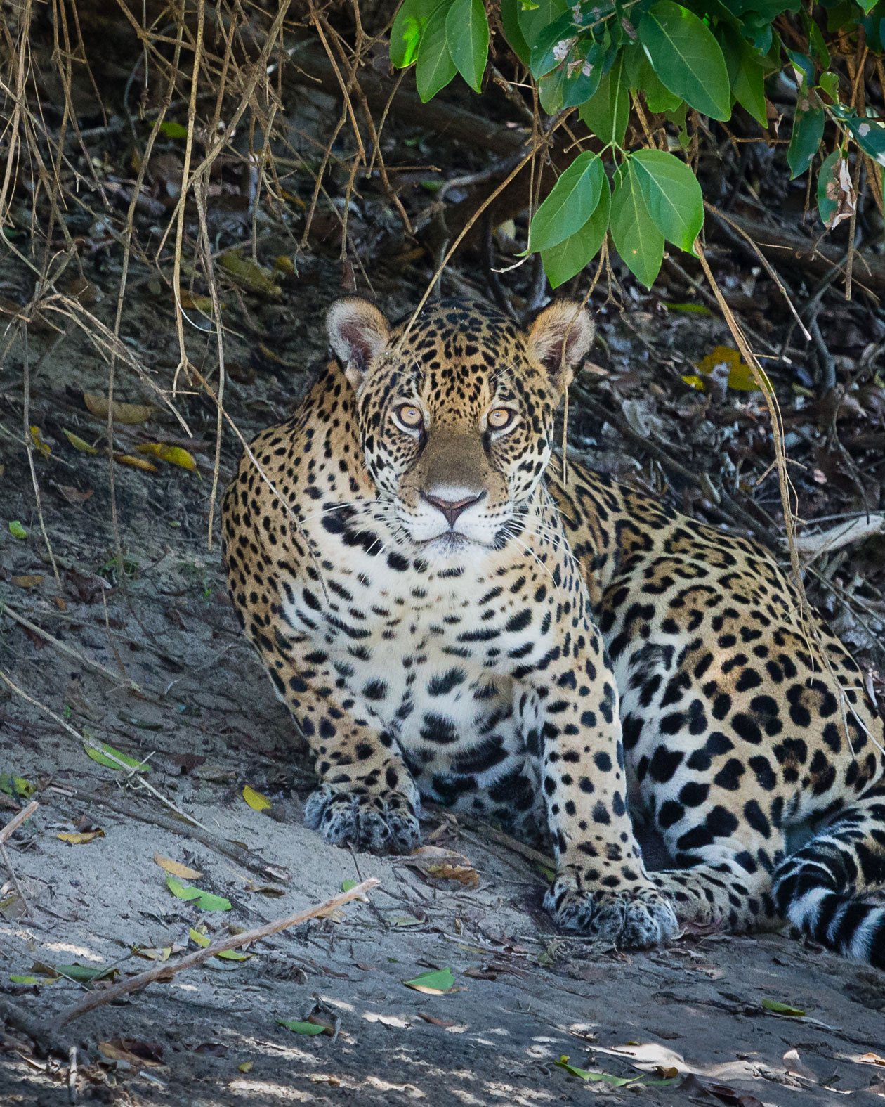 Speak Out for Jaguars’ Amazon Habitat | National Wildlife Federation