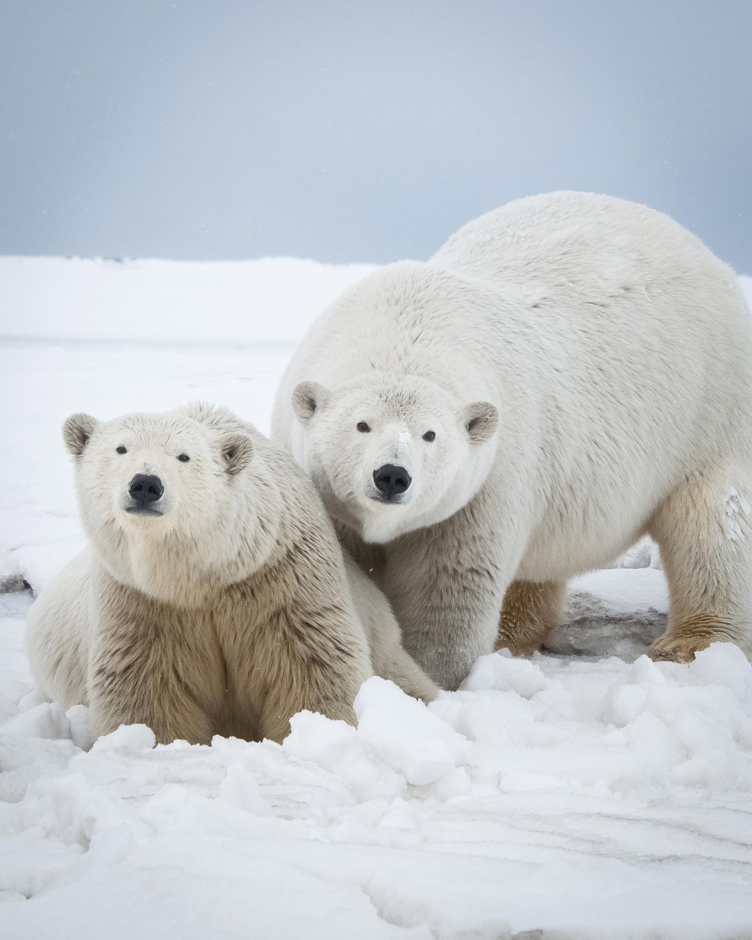 polar bears in snow