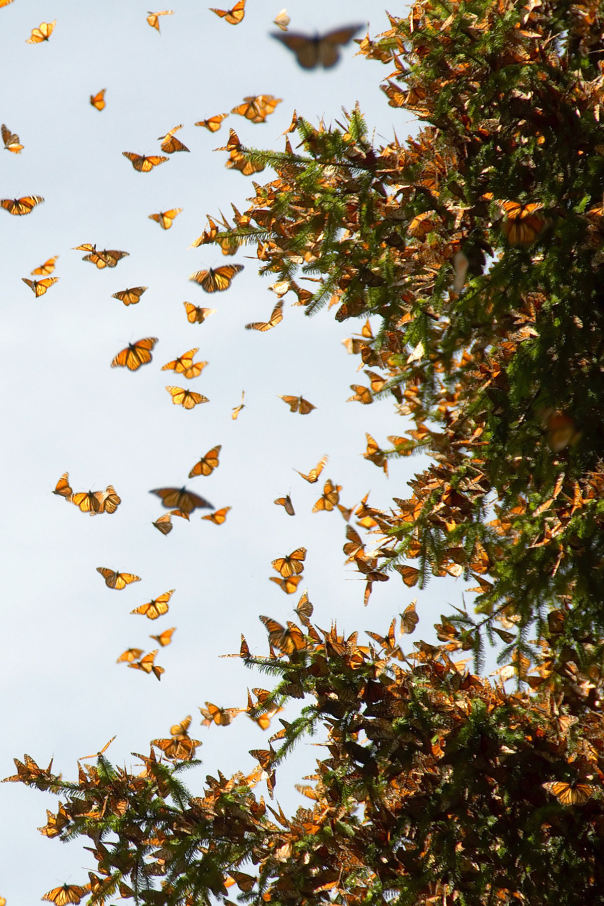Monarchs