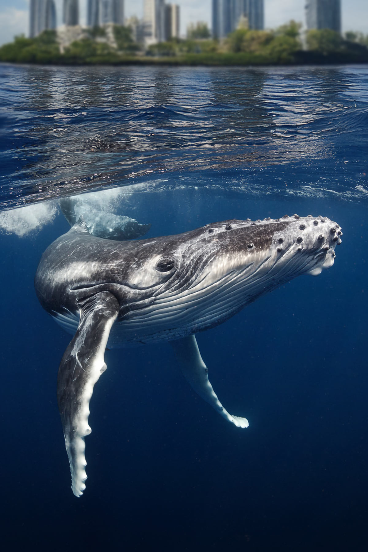Whale