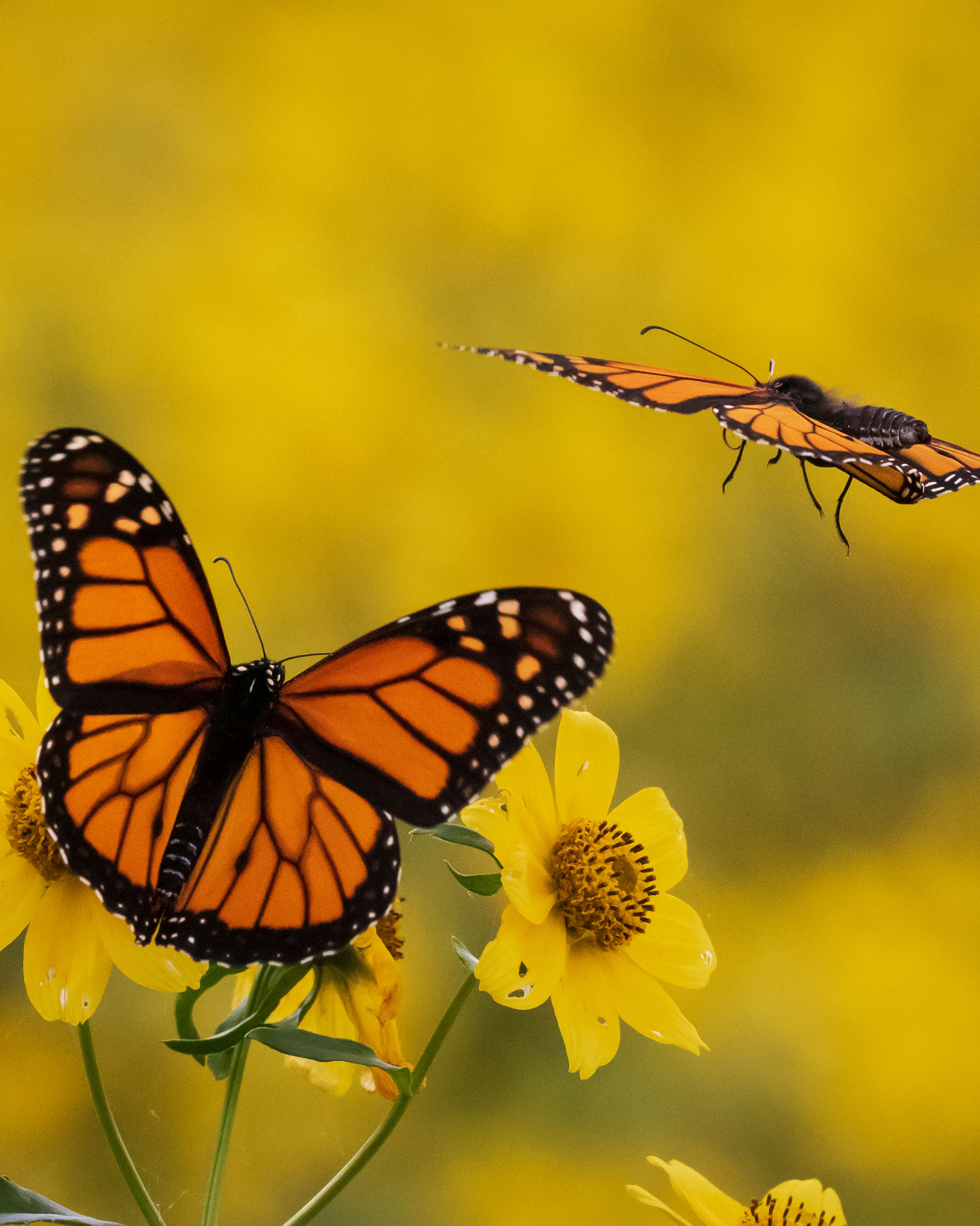 Monarch Butterflies