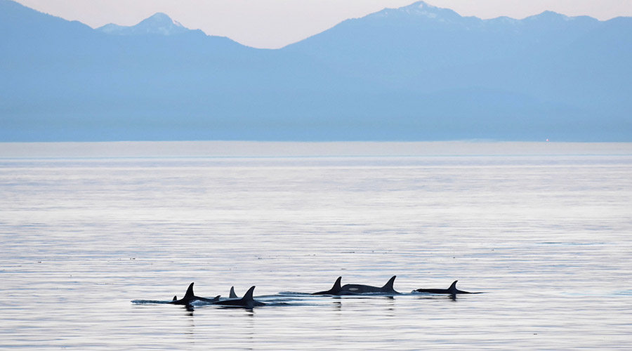 Orcas